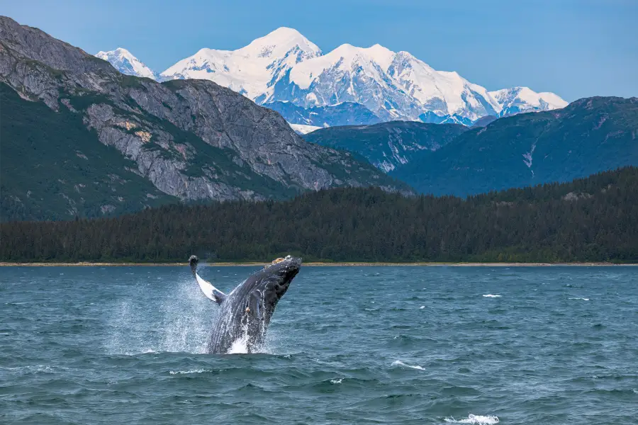 Humpback whale breaching in Alaskan waters during an Alaska cruise; with snow-capped peaks and forested shores behind.