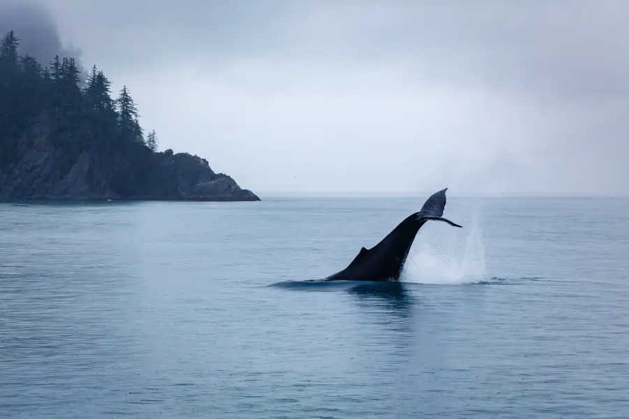 Humpback whale flukes rising above calm Alaska coastal waters with misty forested cliffs in the background.