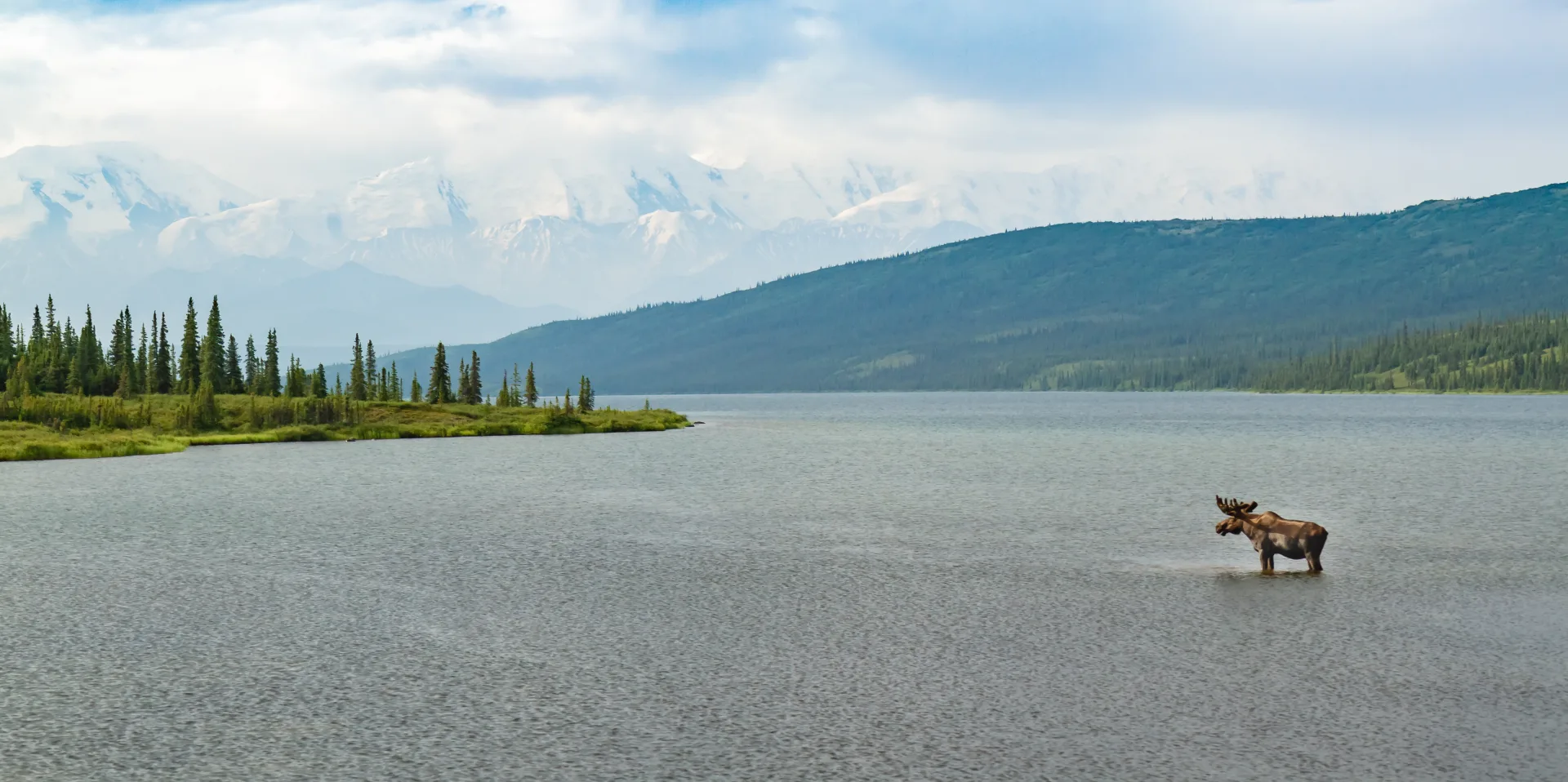 Bull moose wading in a calm Alaska lake with snow-capped Alaska Range peaks and boreal forest in the background.