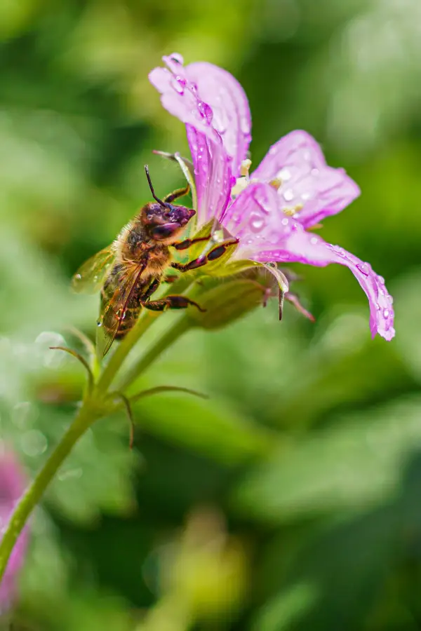 Wet honeybee clinging to a pink wildflower with rain droplets; evoking Alaska's lush summer wilderness.