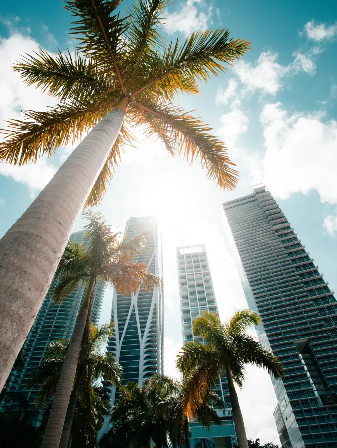 Upward view of tall palm trees and luxury skyscrapers under sunny blue sky in downtown Miami; Florida.