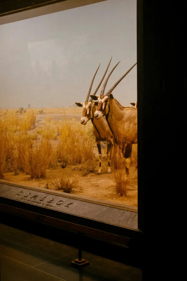 Gemsbok taxidermy diorama at a New York New York natural history museum showing two oryx in an African savanna setting