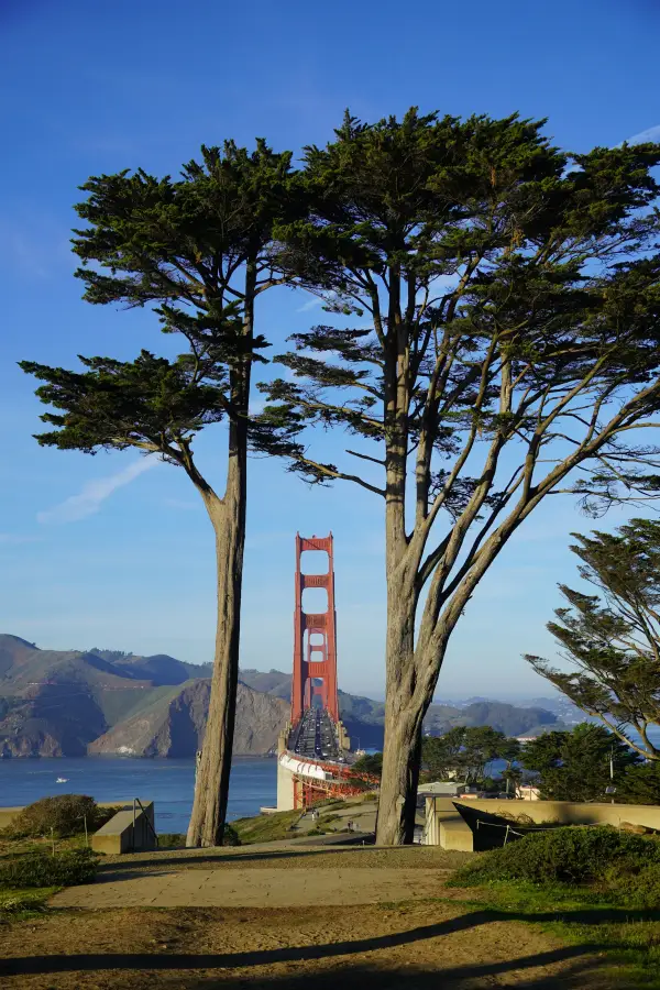 Golden Gate Bridge tower framed by tall cypress trees in San Francisco; CA; with Marin Headlands in the background.