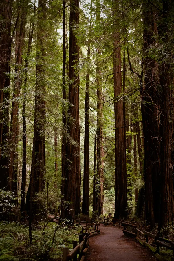 Wooden boardwalk trail winding through towering coastal redwoods near San Francisco; CA in Muir Woods National Monument.