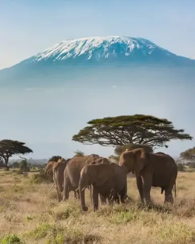 Elephants Kilimanjaro tanzania