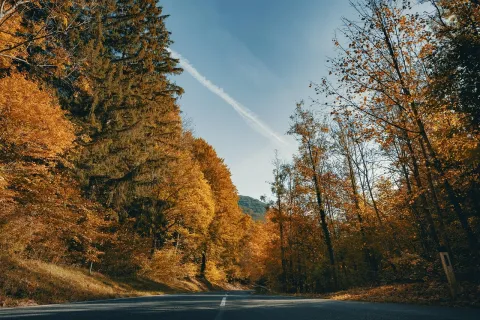 Rural road in a forest in Austria featured on LABUSA Travel.
