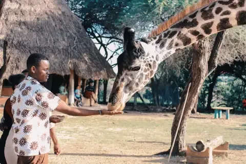 A man feeding a giraffe from his hand at a wildlife sanctuary in Kenya featured