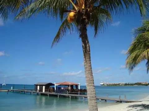 Palm tree on a beach in Aruba featured