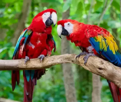 Two scarlet macaws