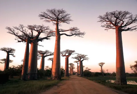 Grandidier's baobabs lining the dirt road of the Allee des Baobabs near Morondava, western Madagascar, photographed at dusk.
