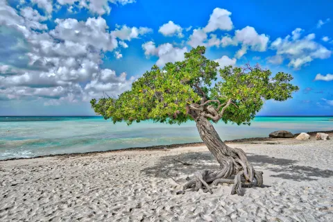 A wind-bent divi-divi tree on the sand above Aruba's turquoise shallows.