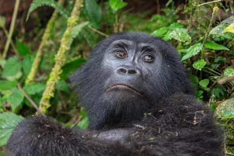 A mountain gorilla resting among dense green undergrowth in Bwindi Impenetrable National Park, Uganda.