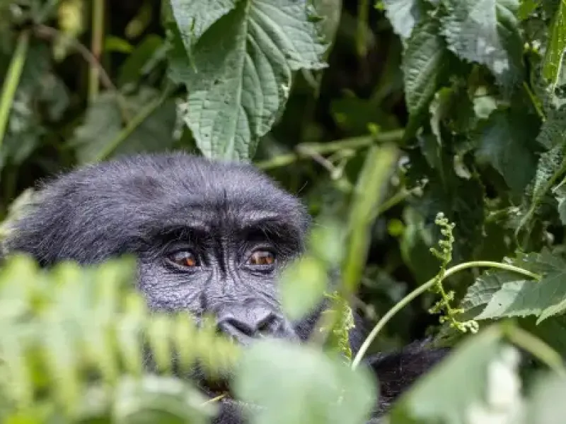 Mountain gorilla\\\'s face, partially hidden by dense green foliage, in Bwindi Impenetrable Forest, Uganda