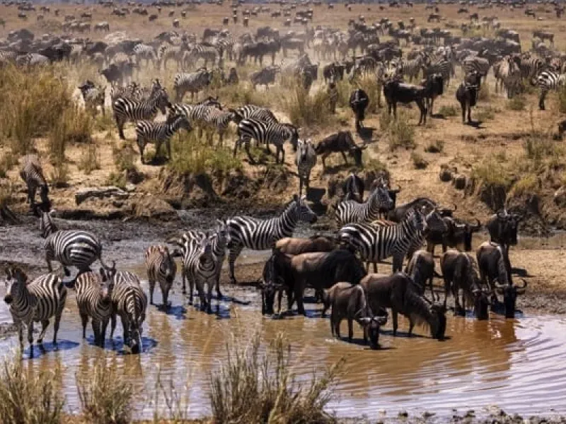 Witness the Great Migration and year-round wildlife including the Big Five in Kenya's most famous reserve. The Maasai Mara offers exceptional big cat sightings, sunrise hot-air balloon safaris, and Maasai cultural village visits.