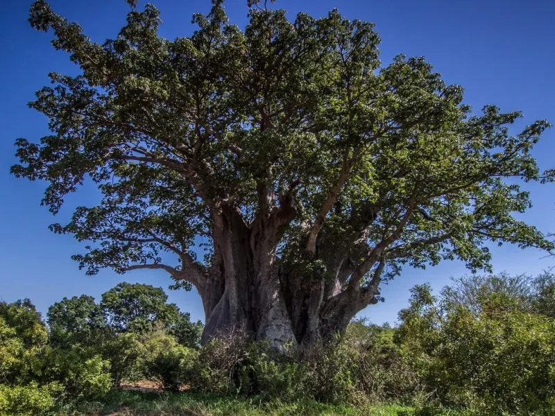 African baobab tree for a destination guide