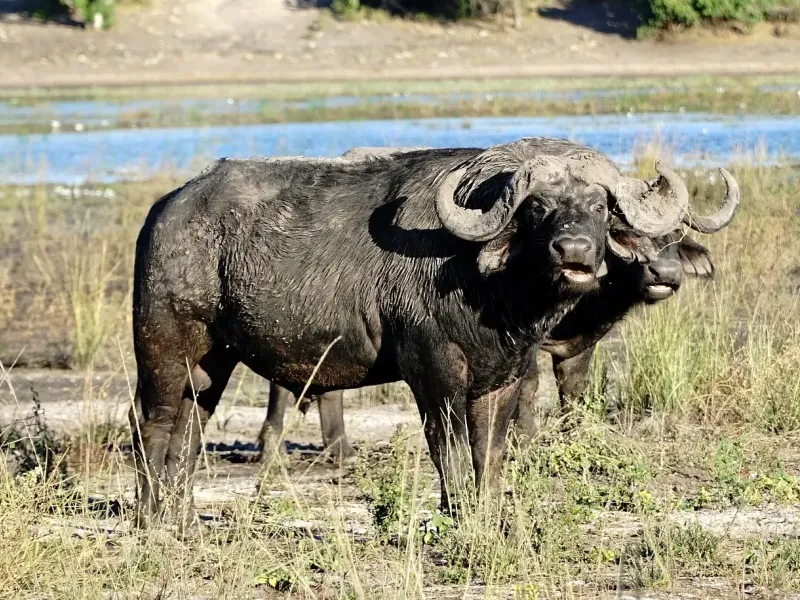 African buffalo botswana