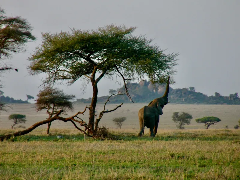 African bush elephant in Tanzania for a safari experience