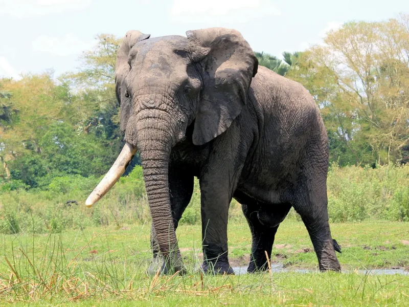 African elephant for a safari experience