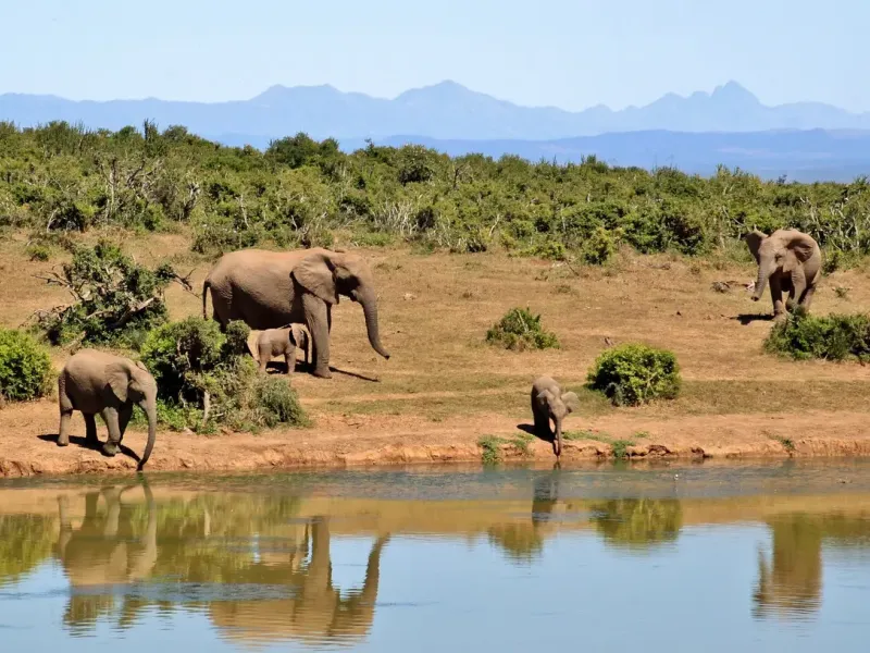 African elephants in Lower Zambezi National Park for a safari experience