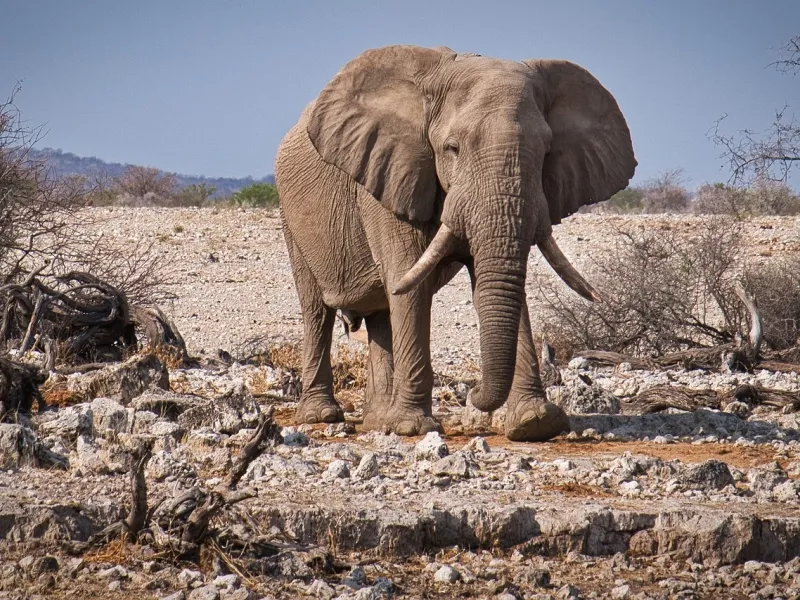 African savanna elephant for a safari experience