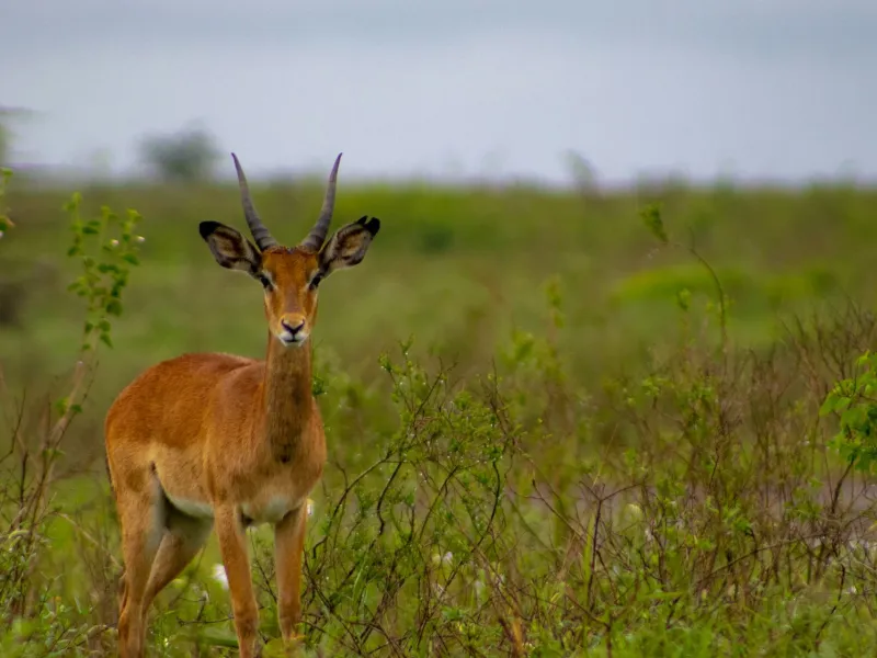 An impala antelope standing in a grassy field for sports travel content