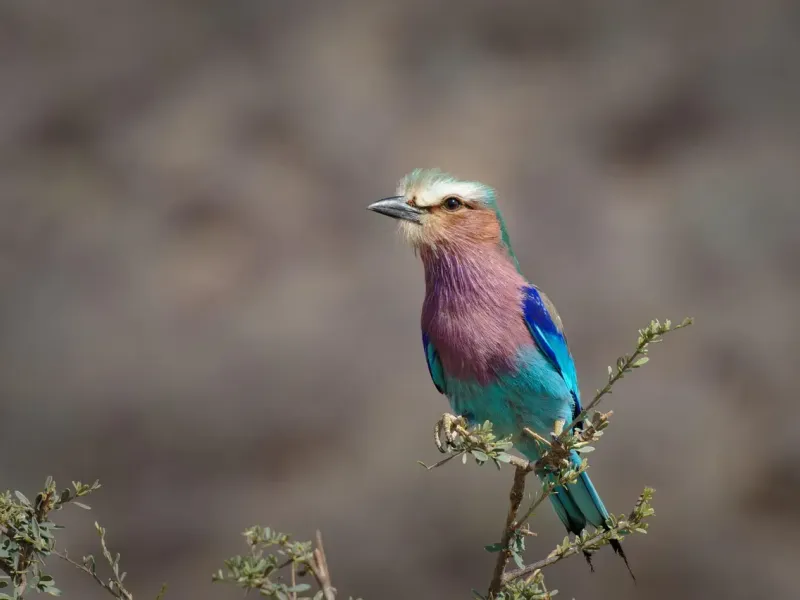Bird Kenya for a safari experience