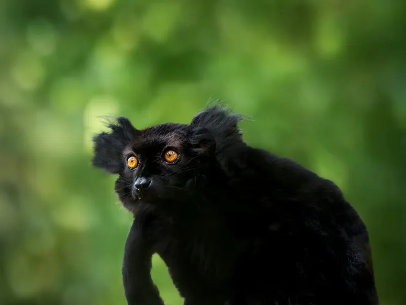 Black lemur in Mantadia National Park for a destination guide