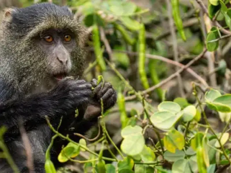 Blue monkey eating