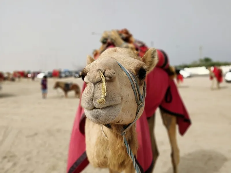 Camel for a safari experience