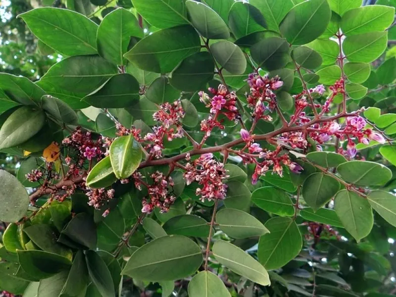 Carambola tree for a destination guide