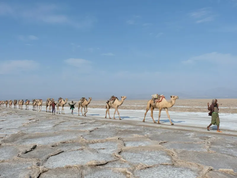 A camel caravan crossing a cracked salt flat in the Danakil Depression, Ethiopia, with figures walking alongside under a pale sky.