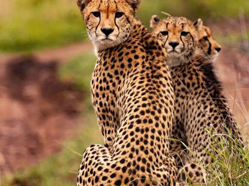 Discover Kenya