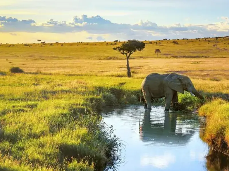 Elephant drinking water in kenya savanna forest