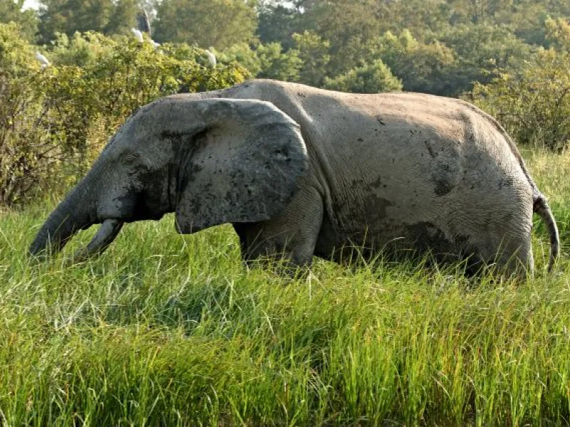 Elephants in Mole National Park, Ghana, a top safari destination for wildlife and eco tourism experiences