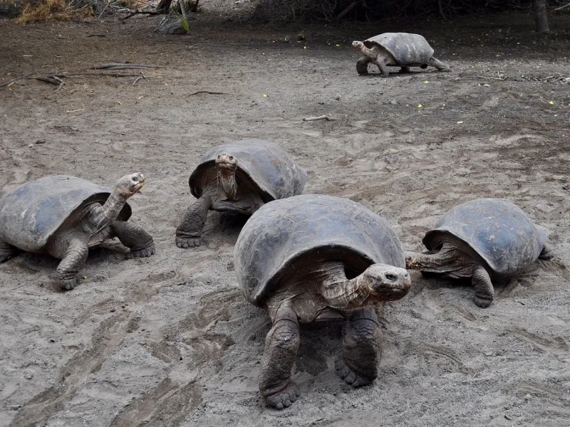 GalAApagos tortoises for a destination guide