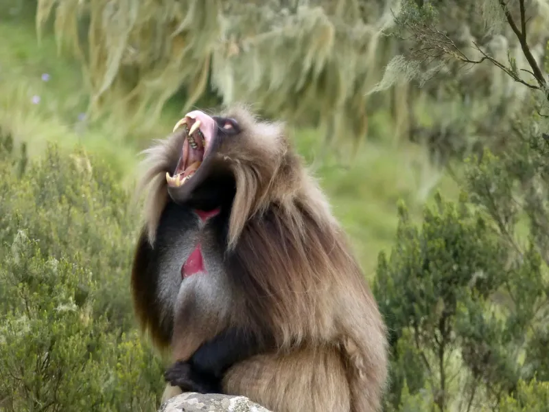 Gelada monkey with its mouth open for a safari experience
