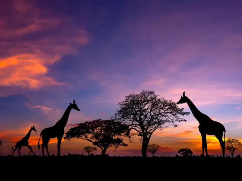 Giraffes at sunset in Africa for a safari experience