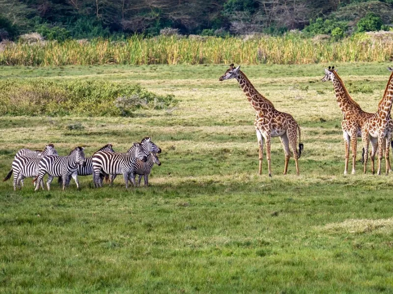 Giraffes Tanzania for a safari experience