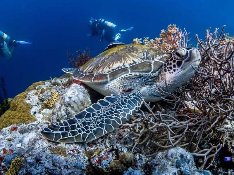 Hawksbill Sea Turtle for a destination guide