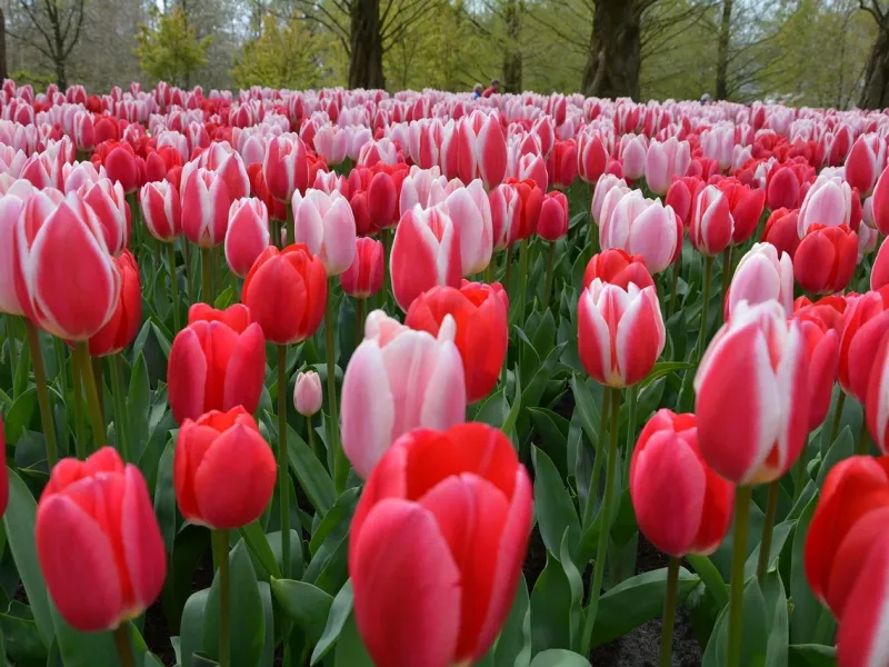 Keukenhof and the Dutch Flower Route for a destination guide