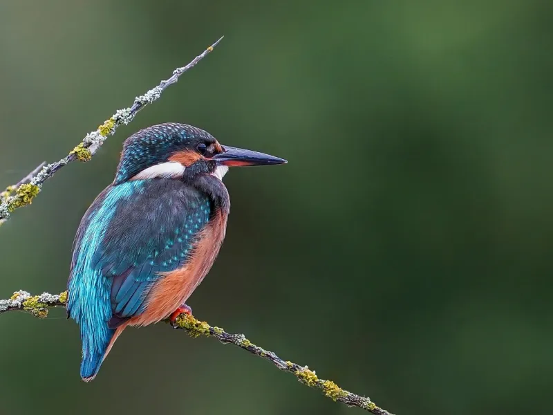 Kingfisher (Alcedo atthis) for a destination guide