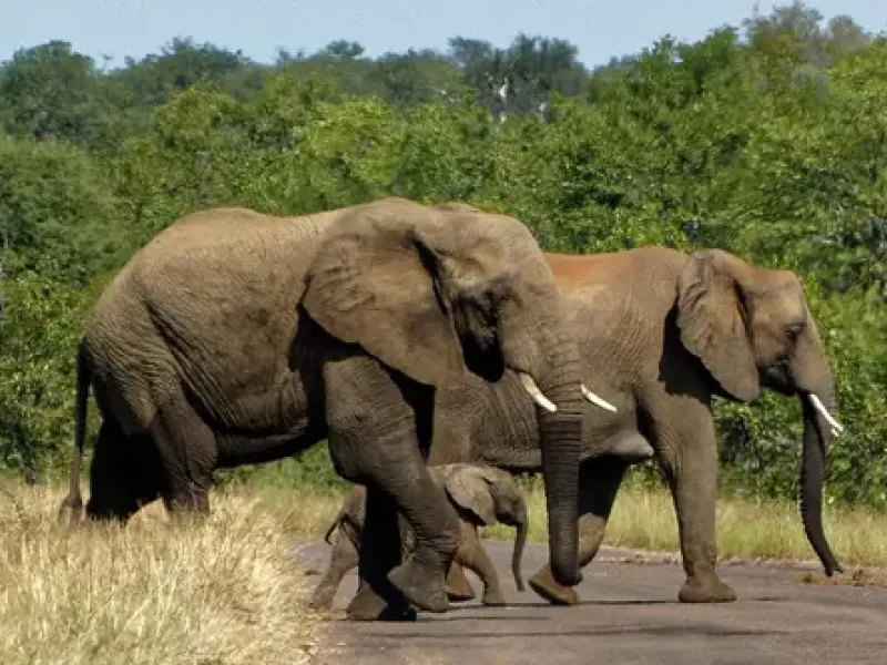 African bush elephants in Kruger National Park South Africa one of Africa's premier safari destinations and home of the Big Five