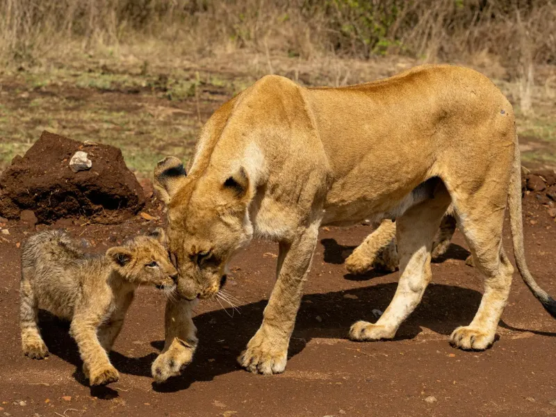 Lion Kenya for a safari experience
