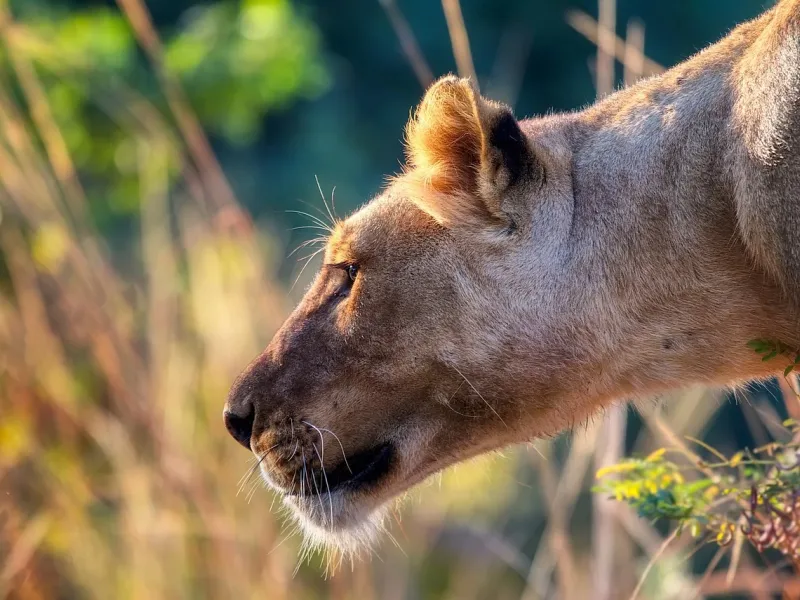 Lioness in Gorongosa National Park for a safari experience