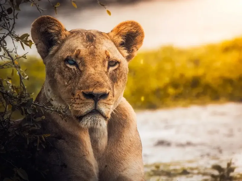 Lioness infront of lake