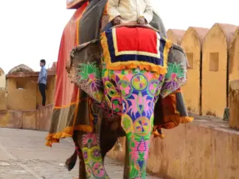 Man on elephant