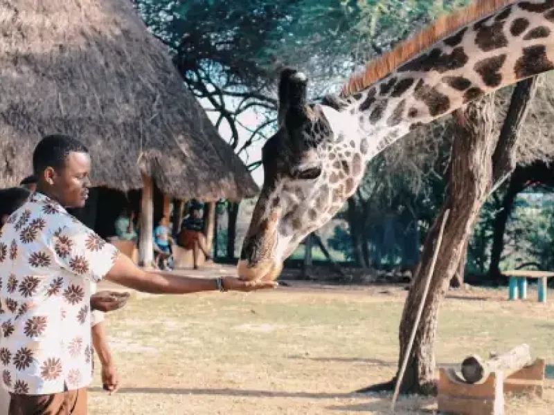 A man feeding a giraffe from his hand at a wildlife sanctuary in Kenya featured