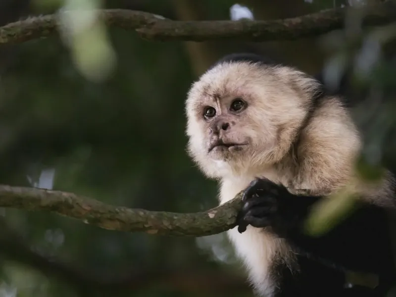 A white-faced capuchin monkey sitting on a branch in Costa Rican forest.