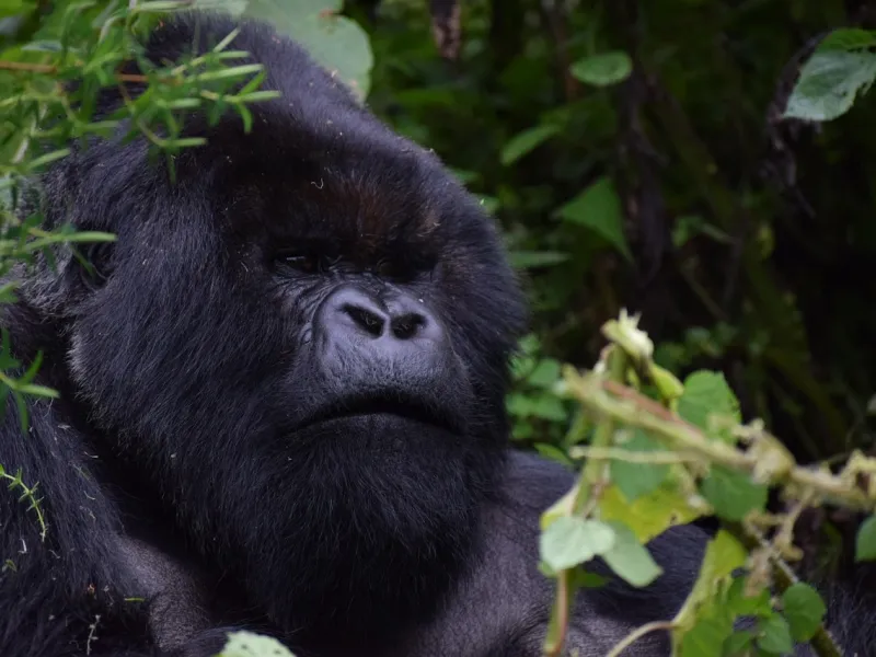 Mountain Gorilla for a safari experience