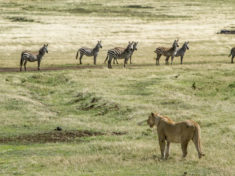 Serengeti National Park or the Ngorongoro Conservation Area in Tanzania featured